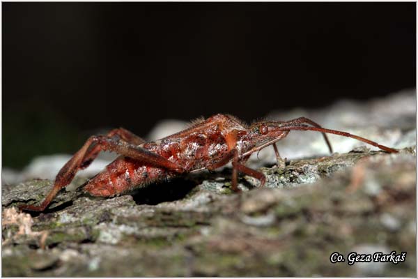 21_western_conifer_seed_bug.jpg - Western Conifer Seed Bug, Leptoglossus occidentalis