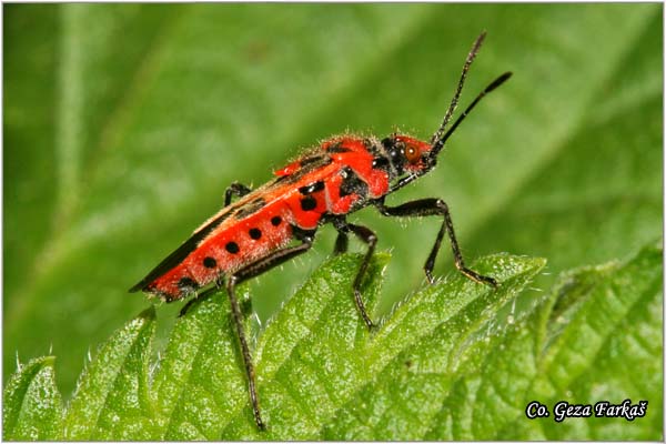 23_cretan_soldier_beetle.jpg - Cretan Soldier Beetle, Lygaeus saxatilis