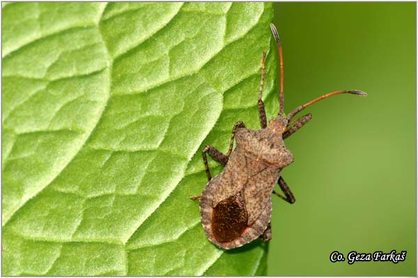 25_dock_bug.jpg - Dock Bug, Coreus marginatus