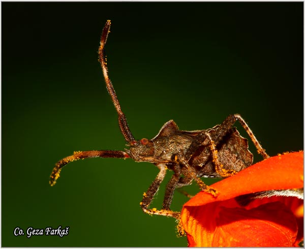 26_dock_bug.jpg - Dock Bug, Coreus marginatus, Mesto - location: Novi Sad, Serbia