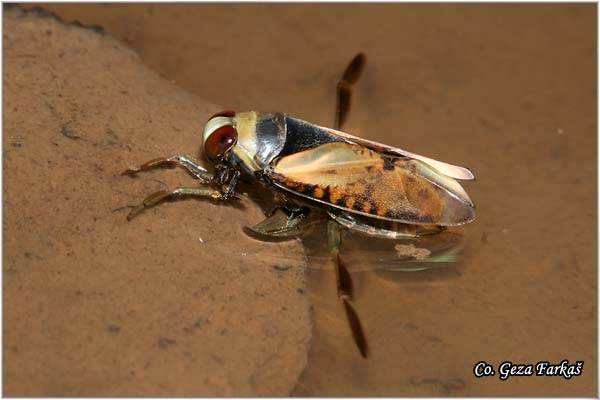 29_predatory_backswimmer.jpg - Predatory backswimmer, Notonecta maculata