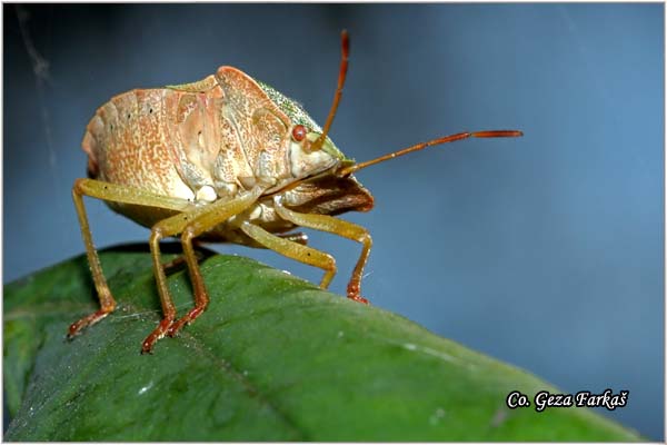 31_green_shieldbug.jpg - Green shieldbug,  Palomena prasina