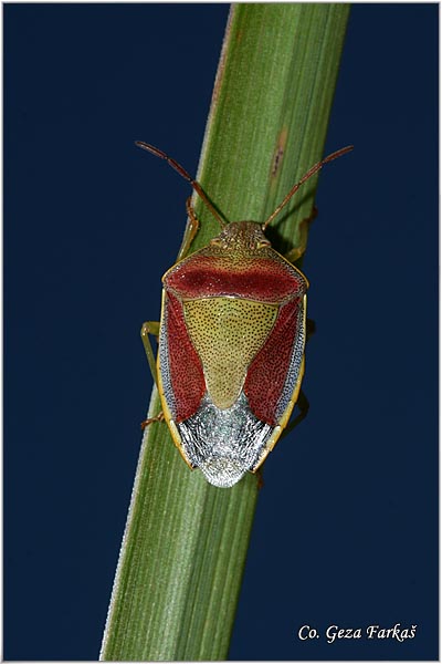 32_gorse_shield_bug.jpg - Gorse Shield-bug,  Piezodorus literatus, Location -  Mesto: Fruka Gora, Srbija