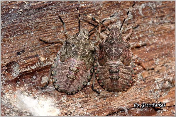 33_gorse_shield_bug.jpg - Gorse Shield-bug,  Piezodorus literatus, Location -  Mesto: Fruka Gora, Srbija