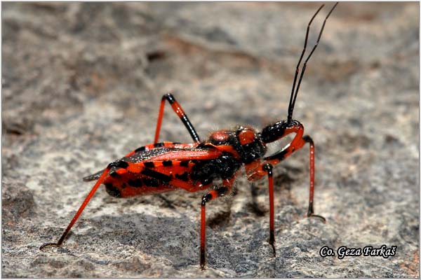 35_bee_assassin.jpg - Bee Assassin, Rhinocoris iracundus