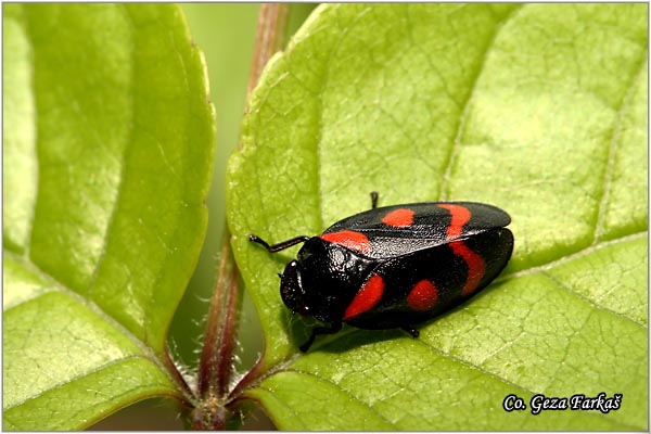 41_spittlebug.jpg - Spittlebug Cercopis sanguinolenta