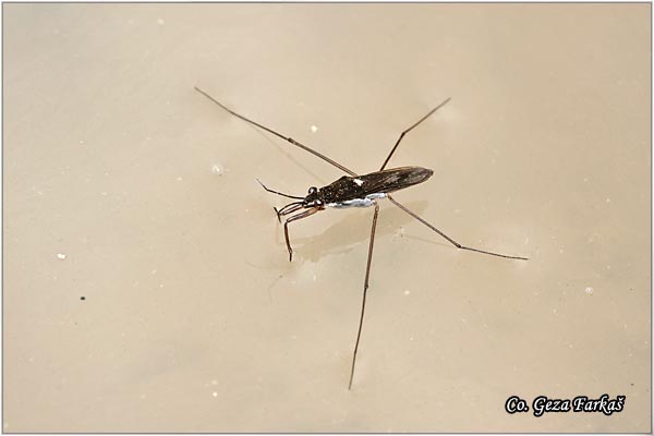 43_common_pondskater.jpg - Common pondskater,  Gerris lacustris, Location: Novi Sad, Serbia