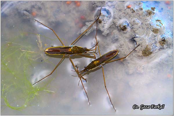 44_common_pondskater.jpg - Common pondskater,  Gerris lacustris, Location: Novi Sad, Serbia