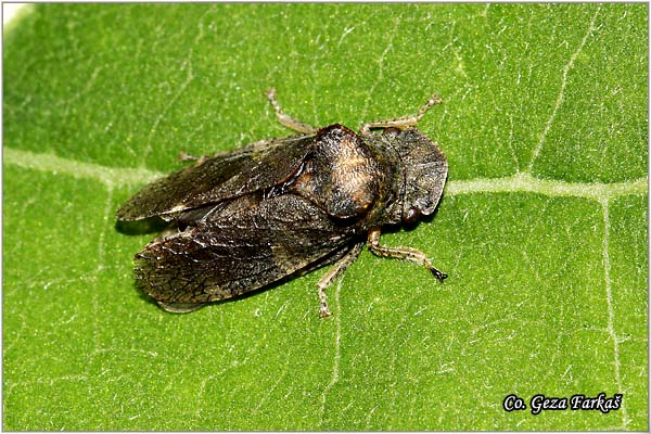 45_horned_leaf_hopper.jpg - Horned leaf hopper, Ledra aurita