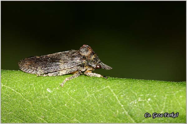 47_horned_leaf_hopper.jpg - Horned leaf hopper, Ledra aurita