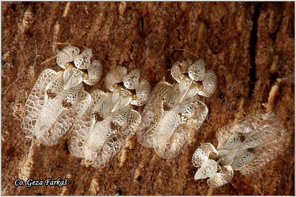 55_azalea_lacebug.jpg - Azalea Lacebug, Corythucha ciliata, Location Novi Sad, Serbia