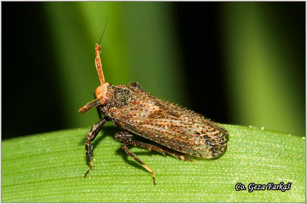 71_delphacid_bug.jpg - Delphacid bug, Asiraca clavicornis, Location: Fruka Gora mountain , Serbia