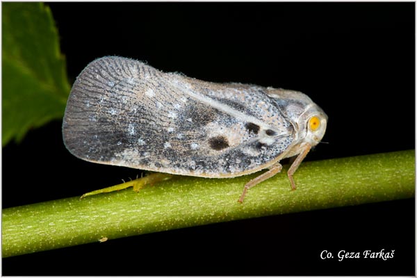 75_citrus_flatid_planthopper.jpg - Citrus flatid planthopper, Metcalfa pruinosa , Location: Fruka Gora mountain , Serbia