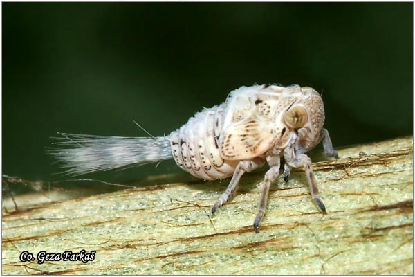 77_citrus_flatid_planthopper.jpg - Citrus flatid planthopper, Metcalfa pruinosa , Location: Fruka Gora mountain , Serbia