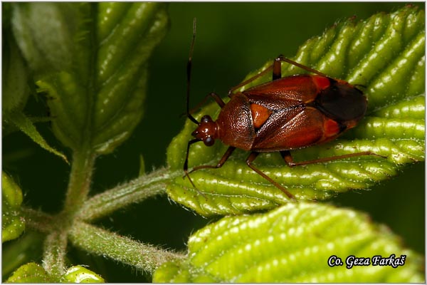 79_red_spotted_plant_bug.jpg - Red Spotted plant bug, Deraeocoris ruber, Mesto - Location: Novi Sad, Serbia