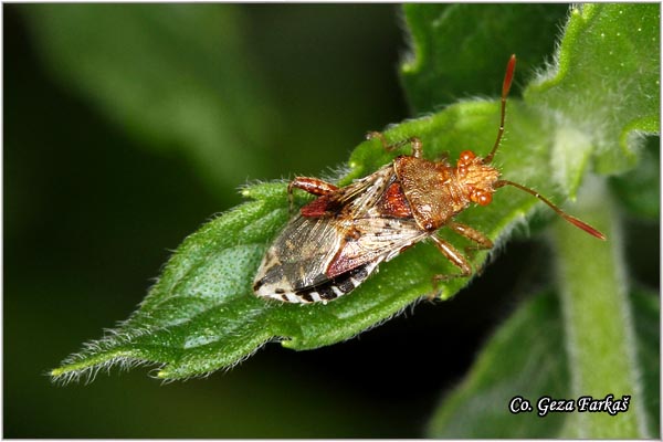 83_stictopleurus_punctatonervosus.jpg - Stictopleurus punctatonervosus, Mesto - Location: Novi Sad, Serbia