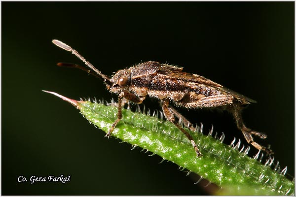 84_stictopleurus_punctatonervosus.jpg - Stictopleurus punctatonervosus, Mesto - Location: Novi Sad, Serbia