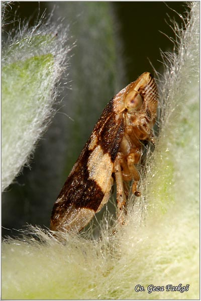 87_aphophora_alni.jpg - Aphophora alni, Mesto - Location: Novi Sad, Serbia