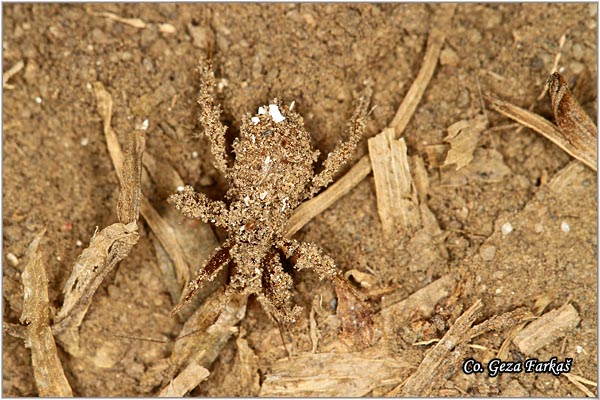 91_masked_hunter.jpg - Masked hunter, Reduvius personatus, Mesto - Location: Jegricka, Serbia