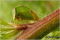 02_buffalo_treehopper