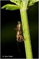 09_common_damsel_bug