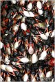 10_oxycarenus_lavaterae