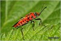 23_cretan_soldier_beetle