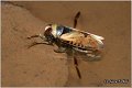 29_predatory_backswimmer