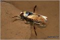 29_predatory_backswimmer