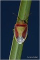 32_gorse_shield_bug