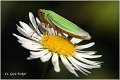 39_green_leaf-hopper