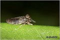 47_horned_leaf_hopper