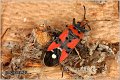 53_seed-eating_bug