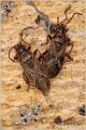 61_arocatus_sp