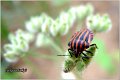 65_black_striped_stink_bug