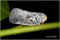 75_citrus_flatid_planthopper