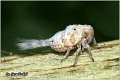 77_citrus_flatid_planthopper