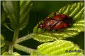 79_red_spotted_plant_bug