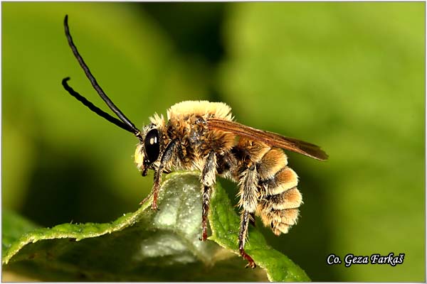 05_longhorn_bee.jpg - Longhorn bee, Eucera longicornis