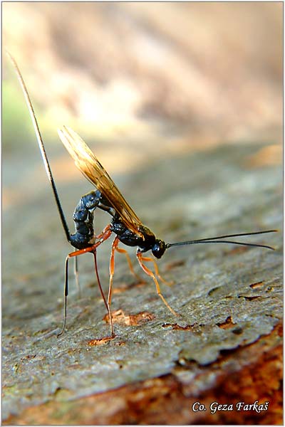 08_ichneumon_wasp.jpg - Ichneumon wasp, Lissonota spacies