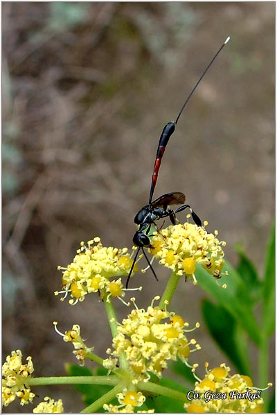 10_parasitic_wasp.jpg - Parasitic wasp, Gasteruption spacies