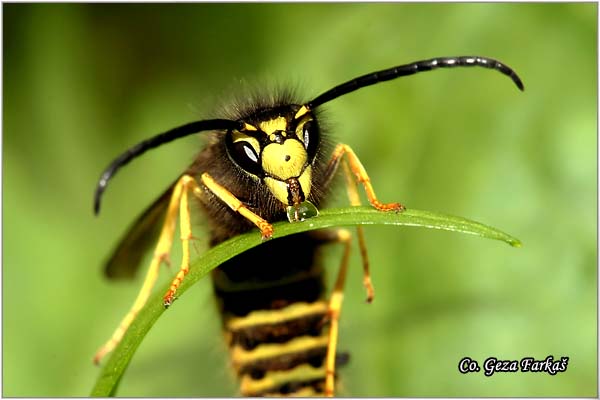 16_german_wasp.jpg - The German wasp, or European wasp, Vespula germanica