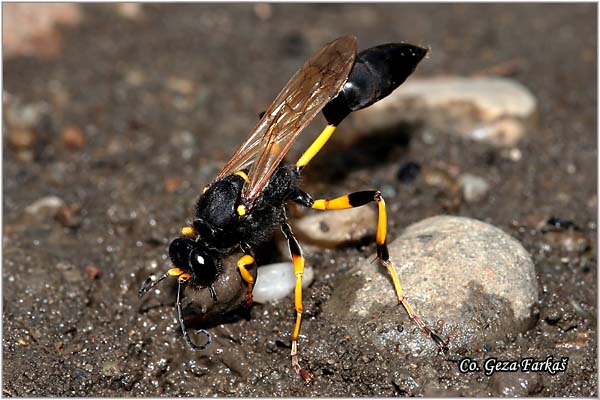 24_digger_wasp.jpg - Digger wasp, Sceliphron destillatorium