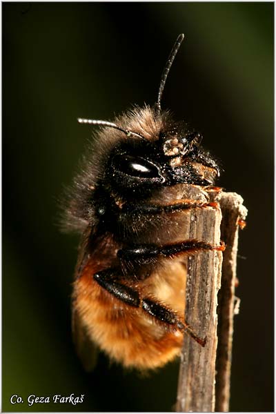 28_red-tailed_bumblebee.jpg - Red-tailed Bumblebee, Bombus lapidarius