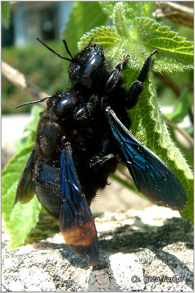 30_carpenter_bee.jpg - Carpenter bee, Xylocopa violacea