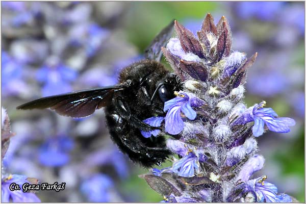 32_carpenter_bee.jpg - Carpenter bee, Xylocopa violacea