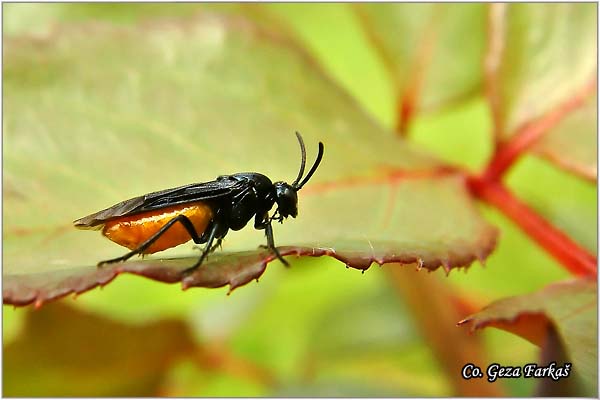 38_rose_sawfly.jpg - Rose Sawfly, Arge rosae