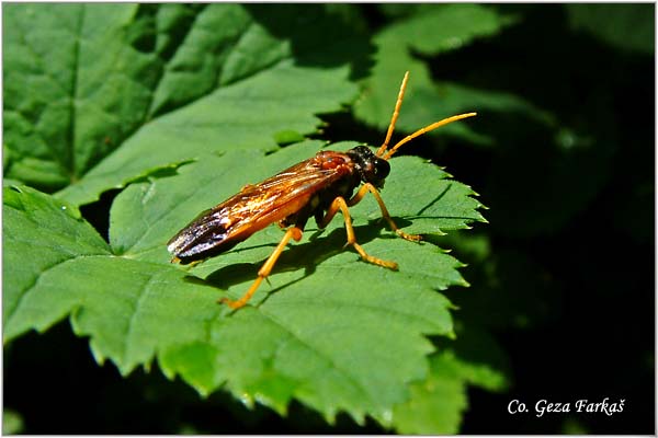 40_sawfly.jpg - Sawfly, Arge ustulata