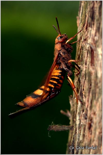 46_giant_ichneumon_wasp.jpg - Giant ichneumon wasp, Pigeon tremex