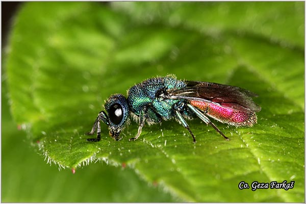 50_cuckoo_wasp.jpg - Cuckoo Wasps, Chrysididae Sp., Mesto - Location: Fruka Gora, Serbia